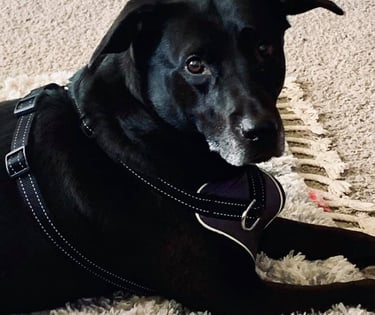 dallas cbd dog cats