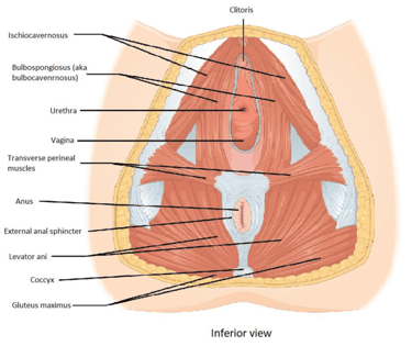 dno miednicy od dołu