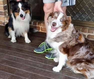 stud dog and girls breeding border collie