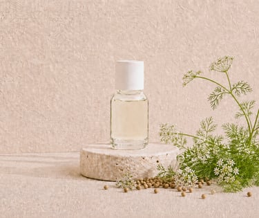 Coriandrum sativum seeds and flowering stems beside pale yellow coriander essential oil