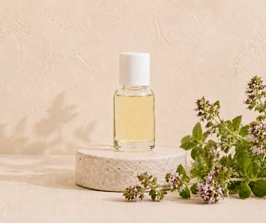 Oregano essential oil with fresh Origanum vulgare leaves and flowering stems