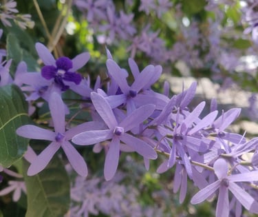 Sandpaper Vine
