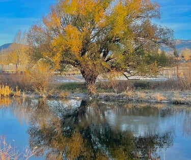 a tree in the middle of a pond with a tree in the background