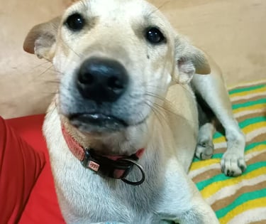 bali dog, dog