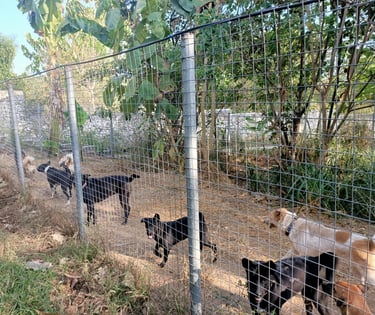 dog, rescue dogs. sanctuary dogs, bali dogs