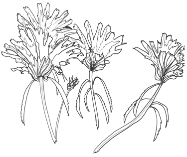 illustracion botánica de planta