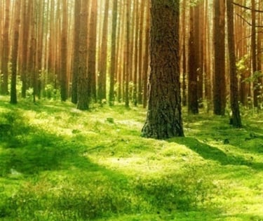 fôret nature survie boire manger s'abriter se protéger se défendre