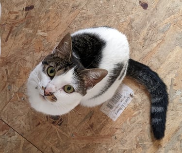 a cat sitting on a wooden floor with a tag on it
