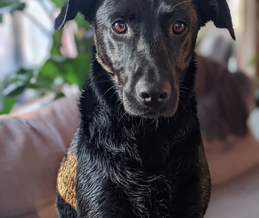 a dog sitting on a couch with a dog in the background