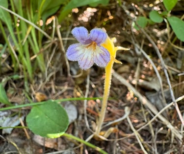 Nature's Dirty Secrets - parasite plants