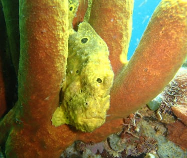 antennaire voyage france guadeloupe