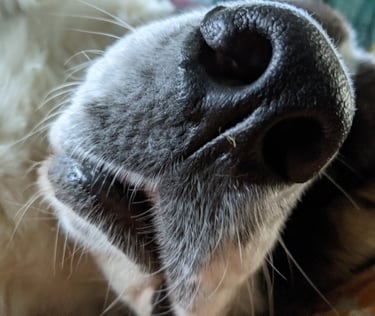 Hundeschnauze