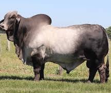 Brahman Semen