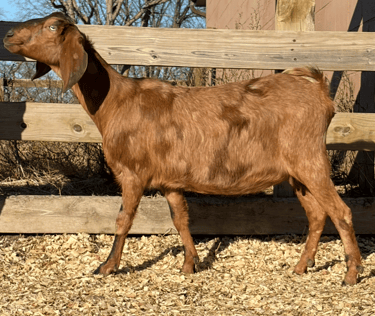 A brown goat standing in shavings in the sun 