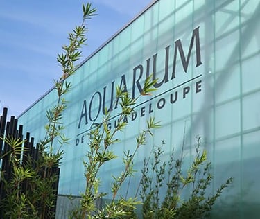 Aquarium Voyage France Guadeloupe