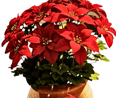 Pascueros #SomosBarrio