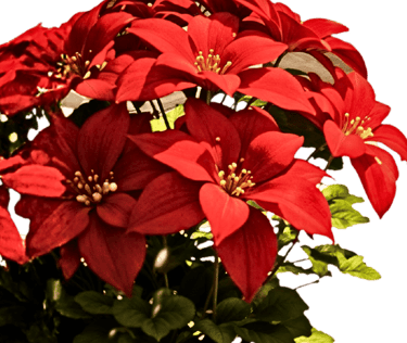 Pascueros #SomosBarrio