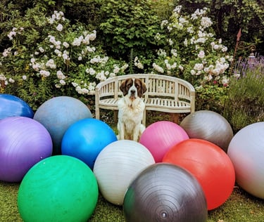 a dog sittiing behind balls Treibball