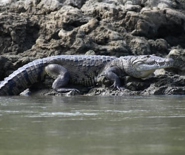 Wild crocodile resting on muddy riverbank – reptile sighting during Chiapas wildlife tour