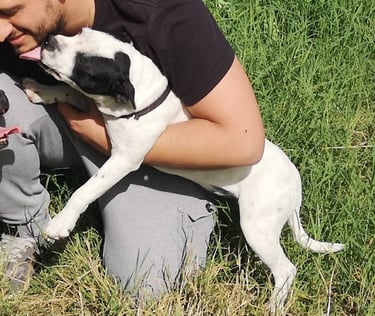 staffordshire bull terrier pezzato pied