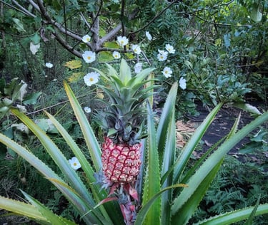 pineapple