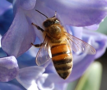 Abeille