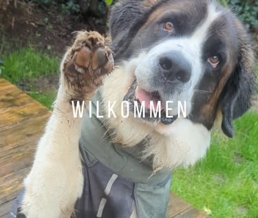 Hund winkt hebt eine Pfote