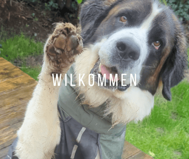 Hund winkt hebt eine Pfote