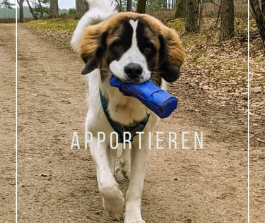 Hund apportiert trägt Apportierbeutel