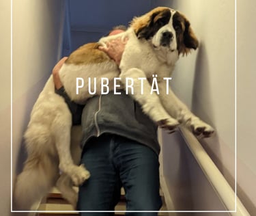 großer Hund wird die Treppe herunter getragenn