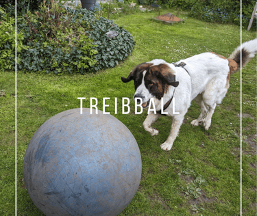 Hund spielt Treibball
