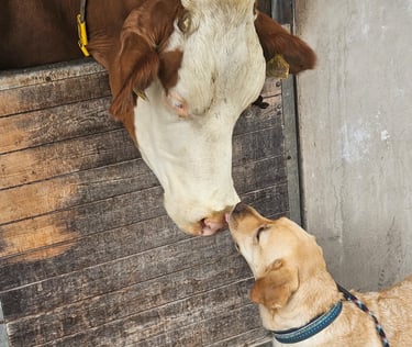 Labrador trifft auf Kuh