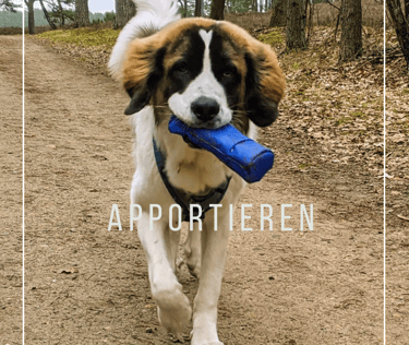 Hund apportiert trägt Apportierbeutel