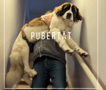 großer Hund wird die Treppe herunter getragenn