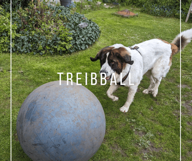Hund spielt Treibball