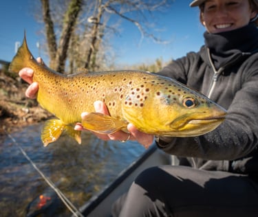 big browns in February on the South Holston River 