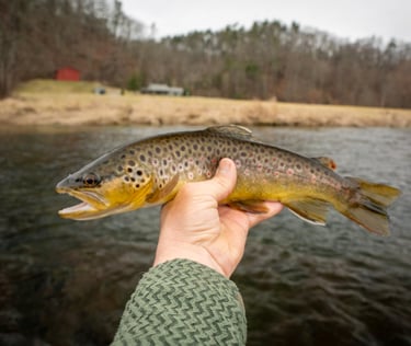 South Holston River Fly Fishing in March 2026