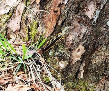 Fall Creek Falls, Pikeville - Bugs along the hiking trails