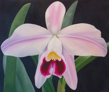 White and Pink Cattleya
