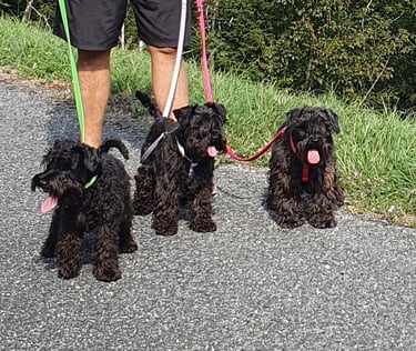 Superbes Schnauzers nains noirs