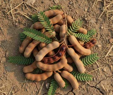“Top view of selected whole tamarind pods for export packaging”