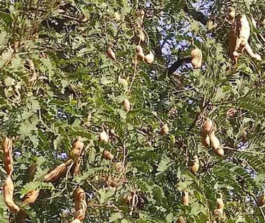 Young green tamarind fruit on tree branches in closeup, suitable for international buyers.
