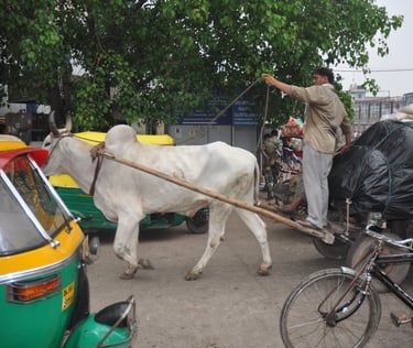oxen pulling cart, Delhi, India