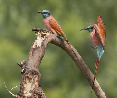 Twee karmijnrode bijeneters op een tak