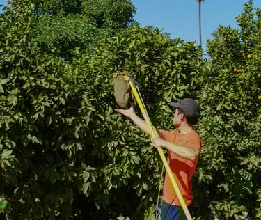 Collecting Oranges, Lemons, and Grapefruit at a commercial farm for food distribution to shelters