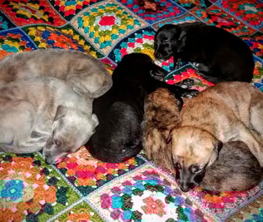 whippet puppies sleep