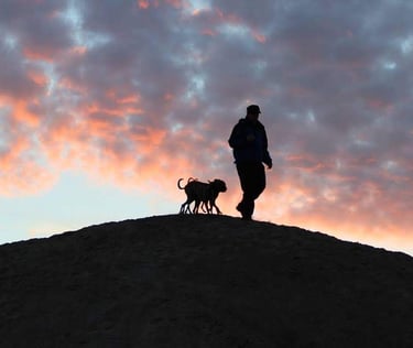whippets outside sunset