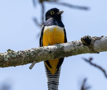 A Gartered Trogon with bright yellow belly at Sumidero Canyon in Chiapas