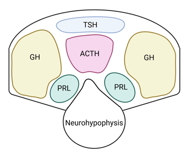 Transverse section of the pituitary gland depicting the approximate locations of hormone-producing cell types—thyrotrophs (T