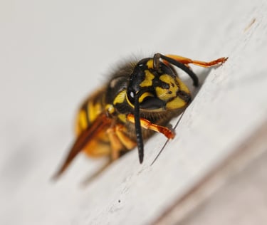Lone wasp on a flat surface